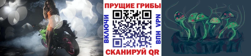 Псилоцибиновые грибы мицелий  Брюховецкая 
